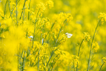 White butterfly in bright yellow rapeseed field