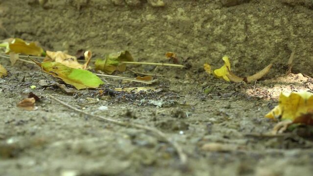 slow motion video. ants filmed in slow motion. full hd.