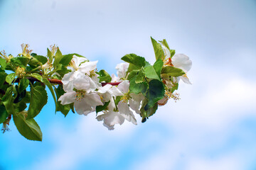 White flowers of an apple tree on a branch in a garden