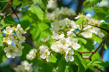 White hawthorn flowers on green branches in the garden
