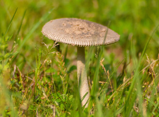 mushroom in the forest