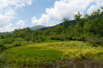 Fototapeta na wymiar 夏の尾瀬で撮影した緑生い茂る山々と、野原と、空と雲