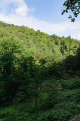 Fototapeta na wymiar 夏の尾瀬で撮影した緑生い茂る山の縦写真
