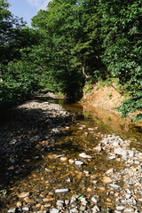 夏の尾瀬で撮影した川と、ゴツゴツした石と、緑生い茂る木々の縦写真