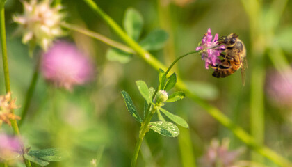 bee on a flower