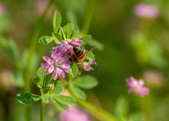 bee on a flower