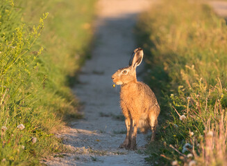 Der Feldhase (Lepus europaeus) mit 