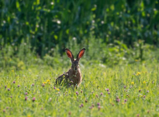 Der Feldhase (Lepus europaeus) mit Leuchtohren © Zakaria Laperashvili