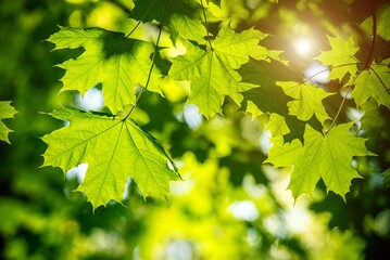 Green nature background with maple leaves
