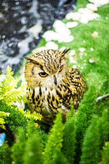 One of the big-eyed owls stood still.