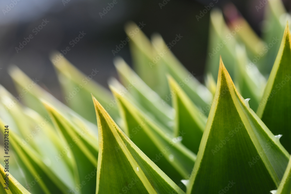 Wall mural macro image of succulent plants in a cornish garden