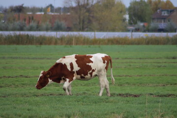 Fototapeta na wymiar White Red of White black Frysian Holstein cows on a meadow