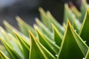 Macro image of succulent plants in a Cornish garden