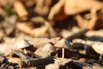 Psathyrella conopilus mushroom during autumn in the botanical garden of Capelle