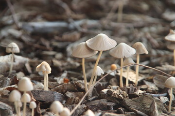 Psathyrella conopilus mushroom during autumn in the botanical garden of Capelle