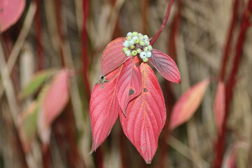 Red leaves illuminated by the sun during autumn in the forest
