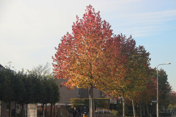 Red leaves illuminated by the sun during autumn in the forest