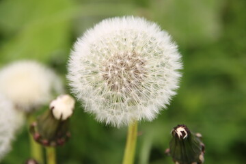 Unculticated plants of the Dandelion in the park in Nieuwerkerk aan den IJssel