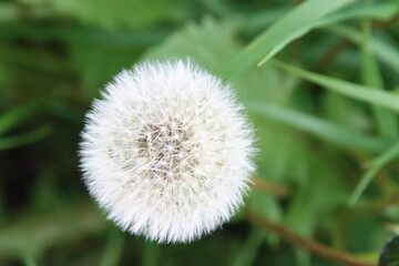 Unculticated plants of the Dandelion in the park in Nieuwerkerk aan den IJssel