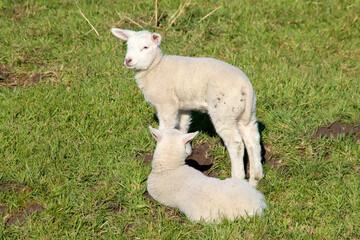 Obraz premium Sheep with lambs on a meadow on the Zuidplaspolder in Zevenhuizen