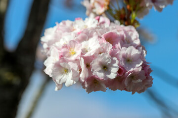 Pink blossom flowers of the Prunus on the trees during the spring season in Nieuwerkerk