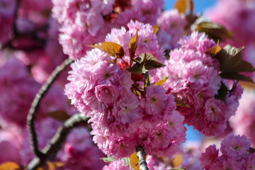 Pink blossom flowers of the Prunus on the trees during the spring season in Nieuwerkerk
