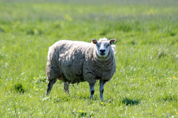 Sheep with lambs on a meadow on the Zuidplaspolder in Zevenhuizen