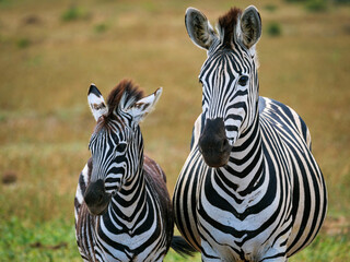 Fototapeta na wymiar Plains zebra, or common zebra, prev. Burchell's zebra. (Equus quagga prev. Equus burchellii) mare and foal. Eastern Cape. South Africa