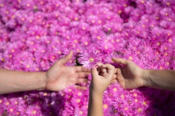 Hands of Mother father and little baby close up. Concept of unity, support, protection and happiness. Family hands on pink asters flowers. Top view.