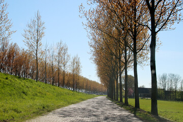 Gold coloured leaves in the sun of poplar trees along motorway A20 in Netherlands