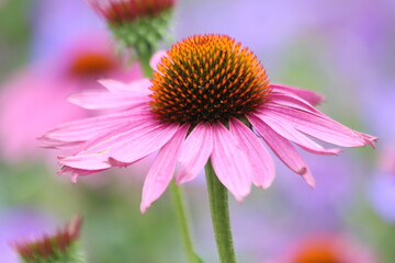 Echinacea purpurea 'Magnus' or coneflower in purple and white