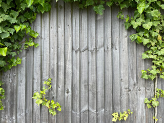 Fototapeta na wymiar Wooden wall covered with ivy with a copy space in between