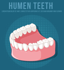 Human jaw with teeth