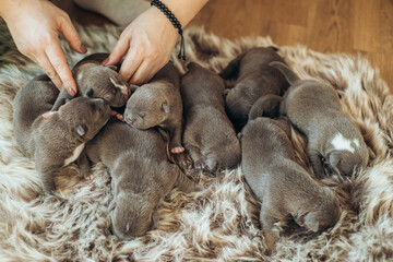 Raising American Bully Puppies. Several cute newborn blue bully puppies are sleeping on a fluffy bedspread. - obrazy, fototapety, plakaty