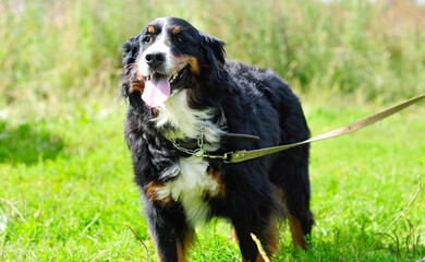 Happy bernese mountain dog walks on a leash in a green meadow. big fluffy dog on a green natural background