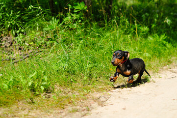 funny dachshund puppy for a walk. cute small black dog runs along a forest path