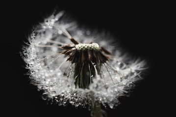 Beautiful dew drops on dandelion seed macro. soft black background. Water drops on parachutes dandelion. Copy space. soft focus on water droplets. circular shape, Hope and dreaming concept. Fragility.