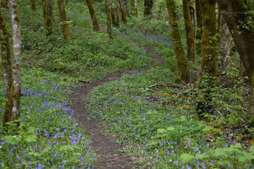 Beautiful and peaceful winding path in the forest in the middle of the purple hyacinths.