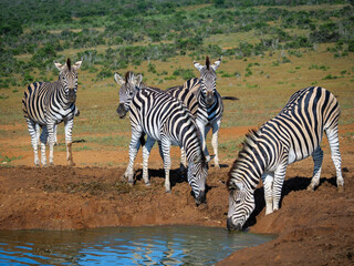 Fototapeta na wymiar Plains zebra, or common zebra, prev. Burchell's zebra (Equus quagga prev. Equus burchellii) drinking. Eastern Cape. South Africa