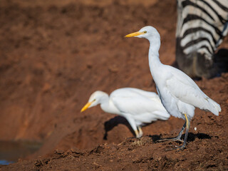 Cattle egret (Bubulcus ibis) and plains zebra,  or common zebra, prev. Burchell's zebra. (Equus quagga prev. Equus burchellii). Eastern Cape. South Africa