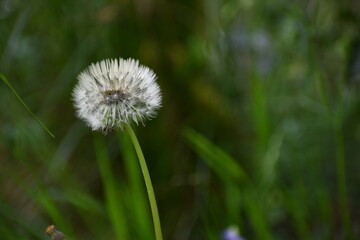 Picture of a Taraxacum officinale commonly named Dandelion, an herb native to Europe. The leaf, flower, and root have been used for various infections, but with little evidence. 
