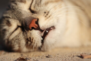 photo of nose of a sleeping cat in deep sleep, india