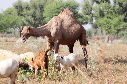 photo of a camel animal grazing with domesticated sheep and goats in the field, india
