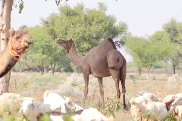 photo of A large size Domestic camel standing under tree shadow in the field, india