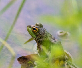 frog in the pond