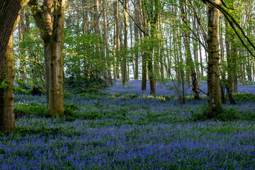 Fototapeta na wymiar A Bluebell Wood on a Sunny Spring Day