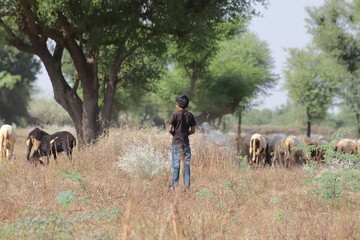 Goat Sheep Keeper farmer male child keeping a watch on the domestic animals grazing in the field, india