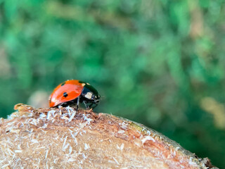 Defocused nature background with bright Ladybug on a wooden stump. Close up image. Soft focus dreamy image. Beauty of nature concept. Card, notebook cover