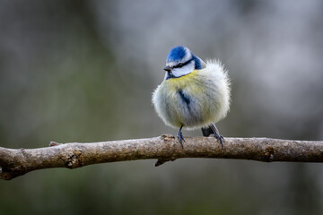 Blue Tit in sunlight perched on a branch