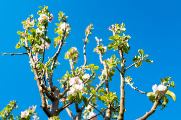 Fresh springtime blossom seen on a young apple tree. Seen against a crisp blue sky. The tree is located in an ornate garden.
